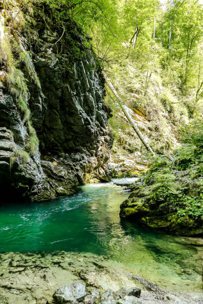 istock river in forest, digital photo picture as a background 1353245158