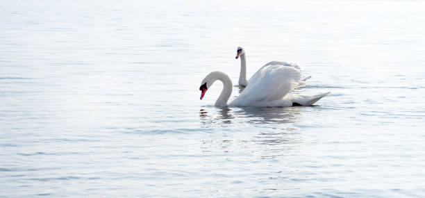 istock two swans floating on the lake, couple 1353245789