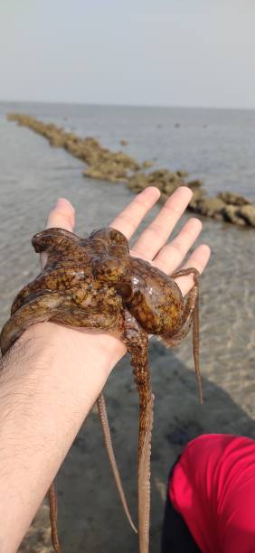 man holding octopus in hand - tadpole frog human hand young animal imagens e fotografias de stock