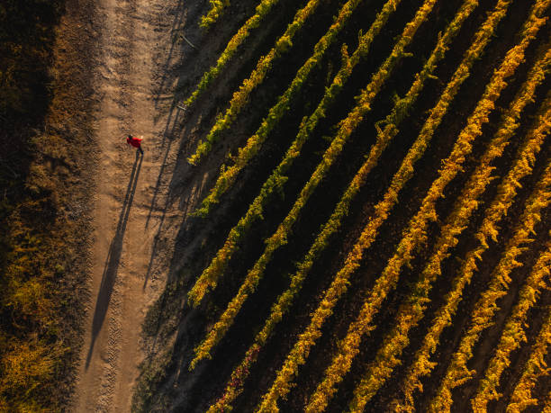 A man is walking down the dirt road and view a row of vines that are turning green and yellow. Cenital drone view. stock photo