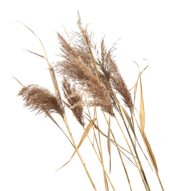 istock Dry reeds isolated on white background. 1353246852