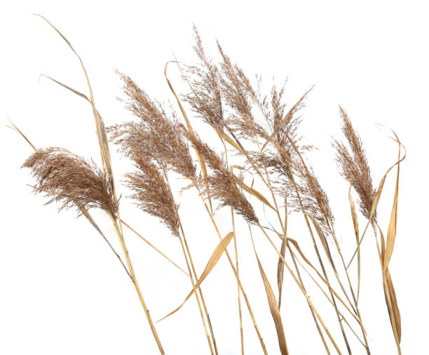 istock Dry reeds isolated on white background. 1353246871
