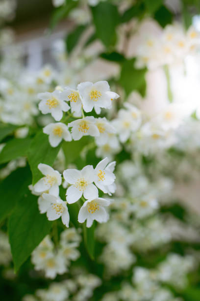 istock Twig with white jasmine flower in spring 1353246881