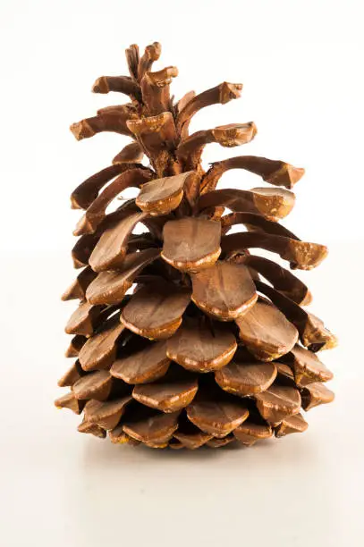 Photo of Close-up of a pine cone