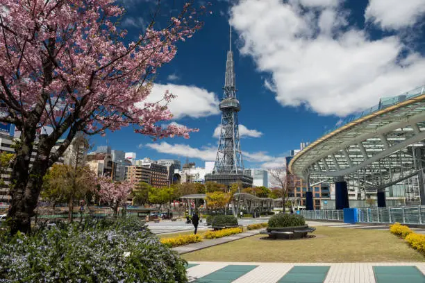 TV tower and Oasis21 with pink sakura or cherry trees at spring of Odori park in Sakae district with blue sky, Nagoya, Japan. Travel and shopping destination for holiday maker in Chubu.