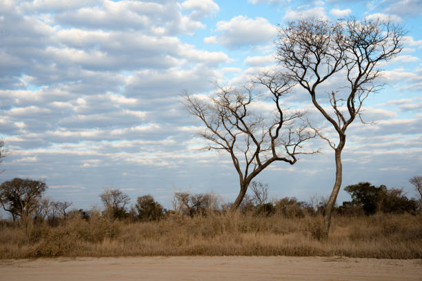 Trees turanga in the steppe.\nTuranga - relic poplar.