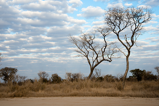 African landscape along a sandy road. Beautiful trees, no people. Namibia, Africa
