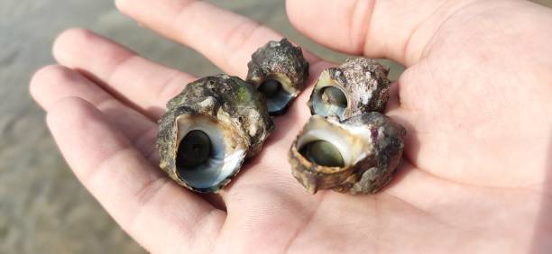 istock Periwinkle seafood shell stock photos 1353248695
