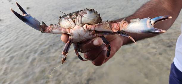 istock Crab stock photos 1353248883