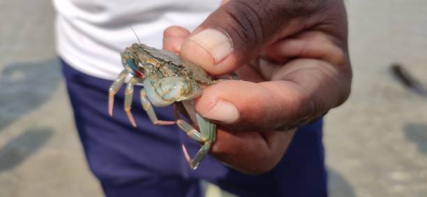 istock Beautiful Chesapeake crab in human hand 1353249098