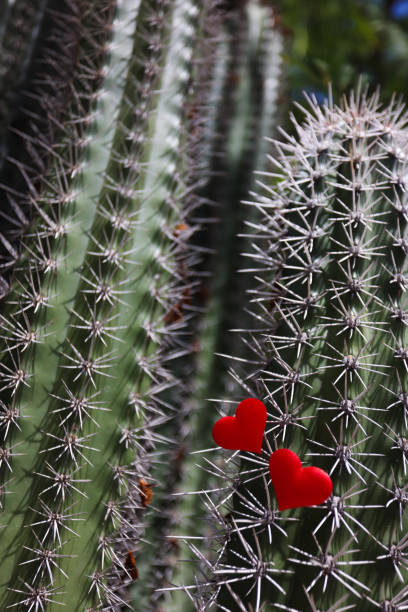 Big cactus with thorns and two red hearts on it. Tropical background.