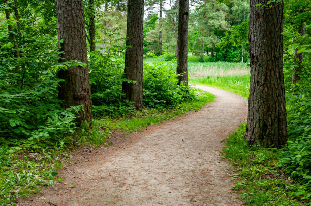 istock Curved sidewalk, path, trail at the empty street. 1353249190