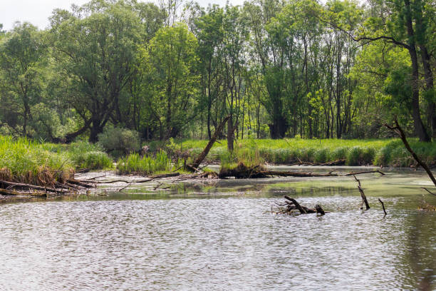 istock Krive Lake Nature Reserve - floodplain forest area 1353249394