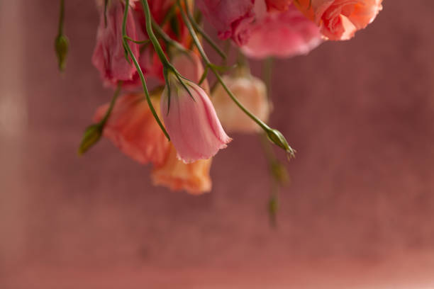istock Pink and cream eustoma flowers on faded pink background 1353250446