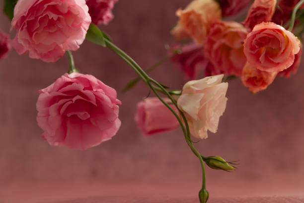 istock Pink and cream eustoma flowers on faded pink background 1353250464
