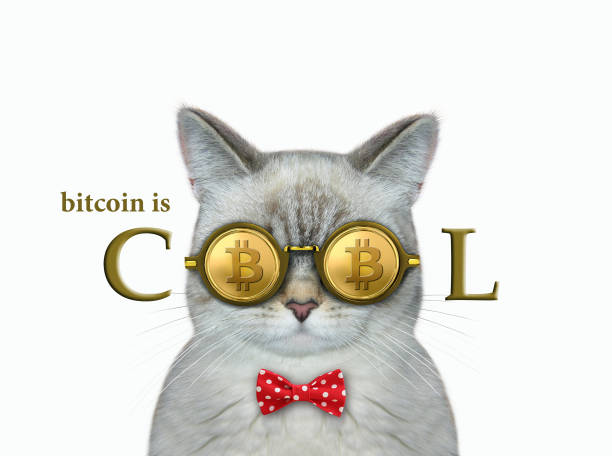 istock Cat ashen wears bitcoin glasses 1353250614