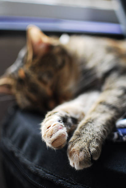 istock Sleeping cat in foot close-up 1353250946