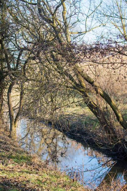 istock The trees above the stream are reflected in the water 1353251524