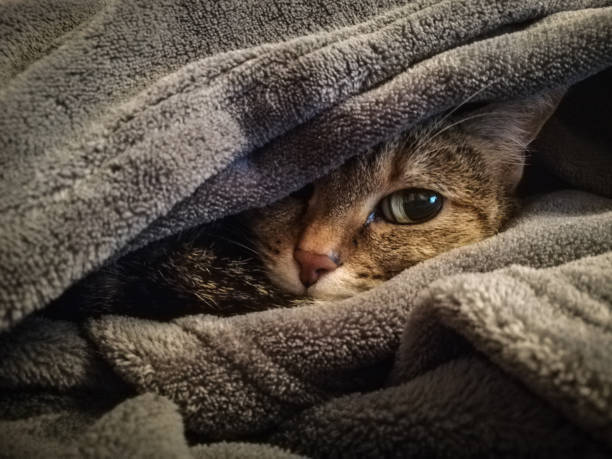istock Resting cat in the grey warm plaid 1353251604