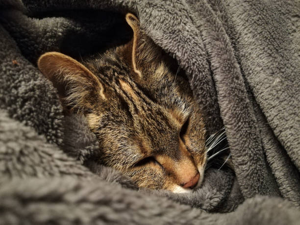 istock Sleeping cat in the grey warm plaid 1353251764