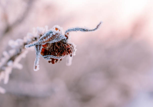 Close up of frozen flower in nature at early winter morning. Frozen flower in nature at early winter morning. frozen rose stock pictures, royalty-free photos & images