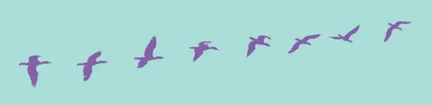 Vector illustration of Sequential series of a Cormorant in flight