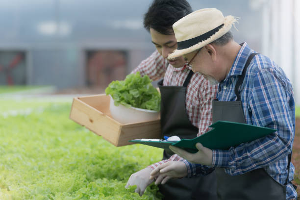istock Senior worker farmer checking lettuce vegetable hydroponics in green house. Asian man preparing to harvest organic plant. Modern industry of agriculture. Young man taking lettuce from growing tray. 1353253707