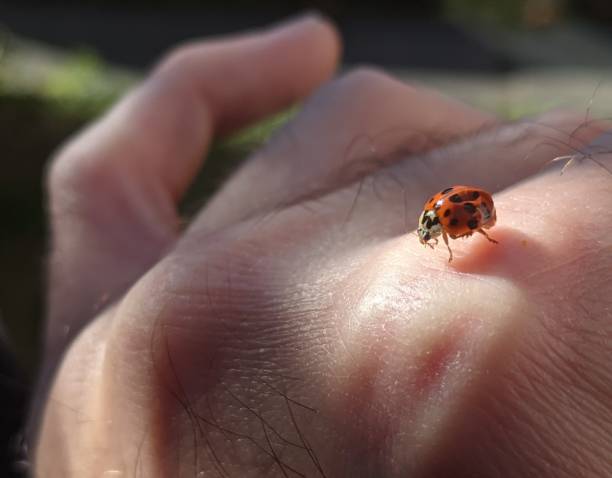 istock Ladybird In The Sun 1353255341