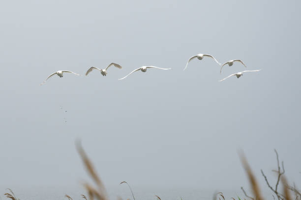 sei cigni bianchi adulti volano sopra la canna - bird animal flock of birds number 6 foto e immagini stock