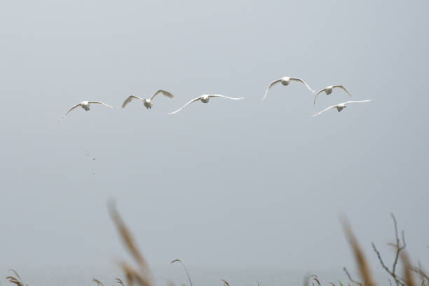 sześć dorosłych białych łabędzi leci nad trzciną - bird animal flock of birds number 6 zdjęcia i obrazy z banku zdjęć