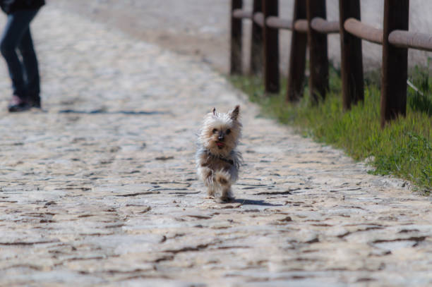 istock puppy dog ​​in nature 1353259096