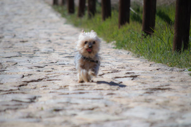 istock puppy dog ​​in nature 1353259117