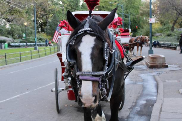 istock Central Park carriage horse 1353259172