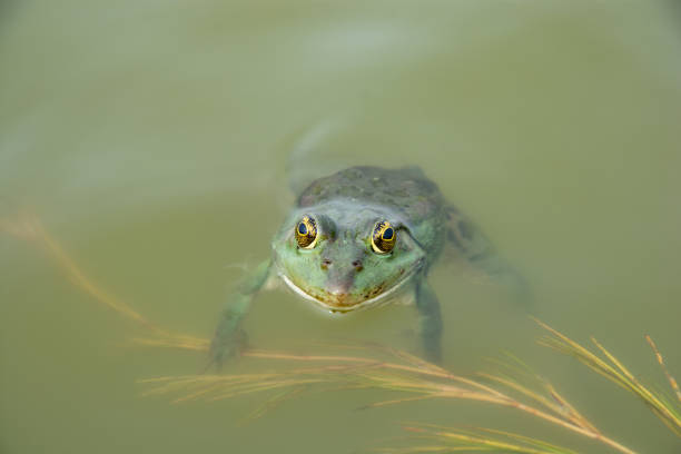 istock Green frog  swimming in water 1353260207