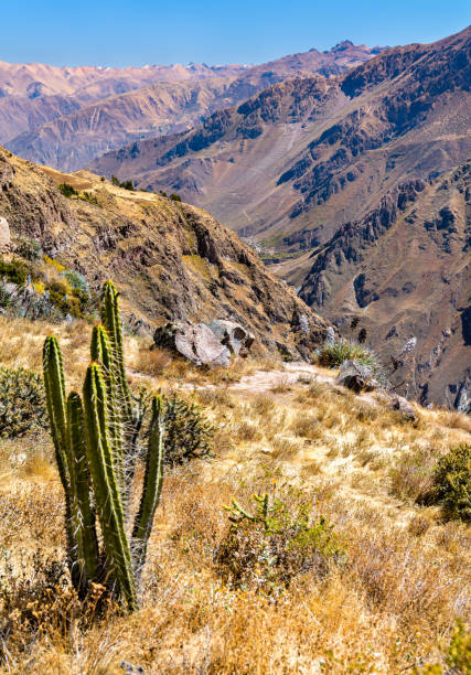 istock Cactus plants at the Colca Canyon in Peru 1353261240