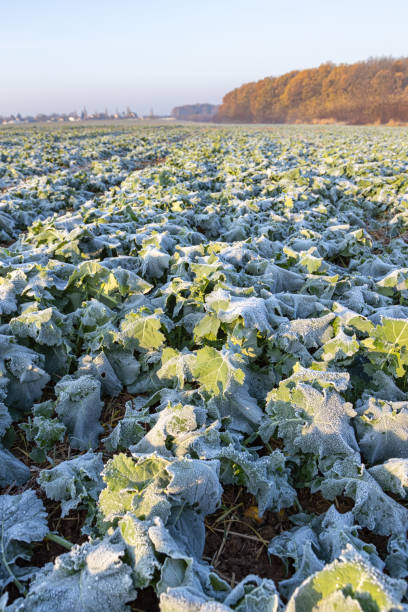 istock Frost field of green autumn winter rape plants 1353264284