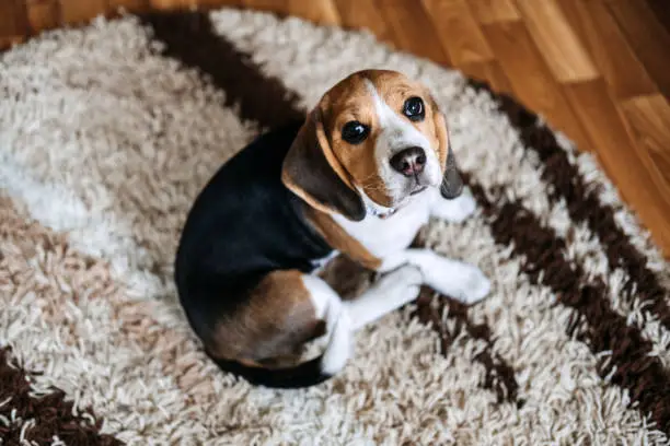 Photo of Puppy Diseases, Common Illnesses to Watch for in Puppies. Sick Beagle Puppy is lying on dog bed on the floor. Sad sick beagle at home