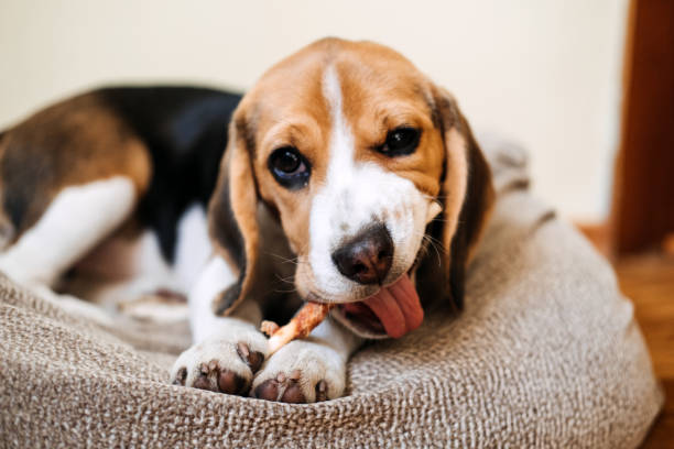 dog snack chewing sticks for puppies. beagle puppy eating dog snack chewing sticks at home. beagle eat, dog treats for beagles - dog mixed breed dog group of animals small imagens e fotografias de stock