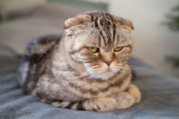 istock Upset cat Scottish Fold looks thoughtfully while lying on the couch. Close-up. Concept of psychological health of animals. 1353265946