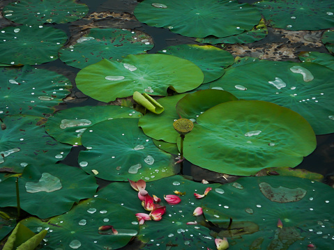 Indian sacred lotus leaves and seed pod, lotus flower petals, Nelumbo nucifera, Nelumbonaceae