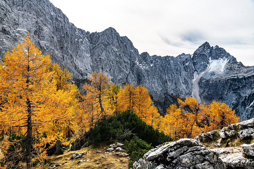 View of Mount Jalovec through orange larch trees from the Sleme mountain,Gorenjska, Julian Alps, Slovenia, Europe