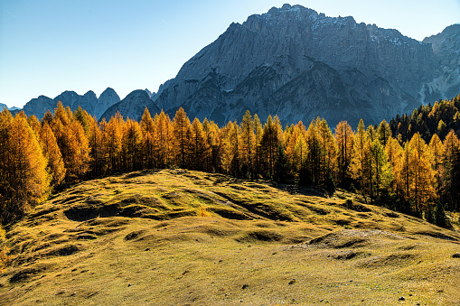 View of Mount Montaz with Sella Somdogna, autumn larch, Julian Alps, Italy, Europe
