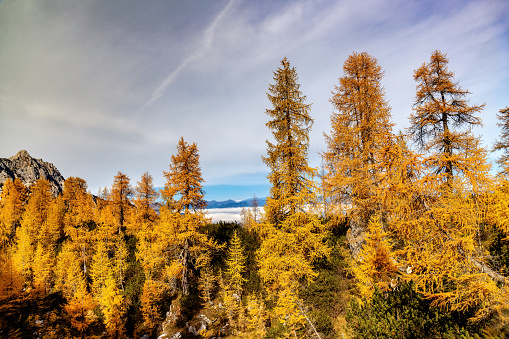 View towards the Austrian Alps through orange larch from the Sleme mountain, Gorenjska, Julian Alps, Slovenia, Europe