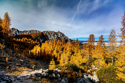 A mature woman walks and enjoys the golden colors on the Sleme mountain below the Jalovec mountain,Gorenjska, Julian Alps, Slovenia, Europe