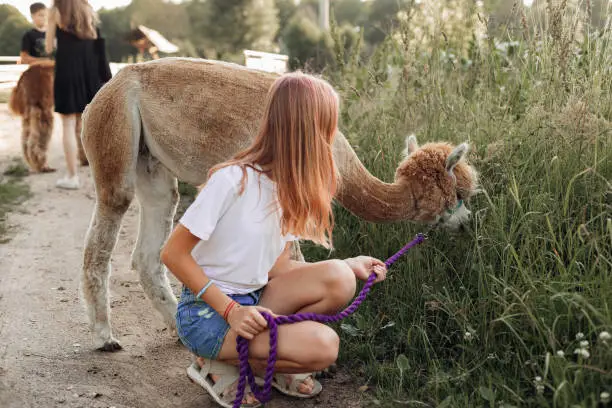 Group of teenagers on farm get acquainted with alpacas during summer holidays. Agrotourism. Concept of using natural materials. Beautiful animals. Farm life. Pets. Children's holidays.