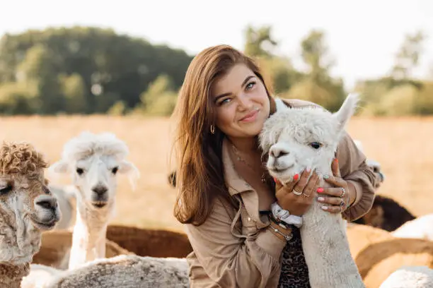 Beautiful young woman with dark long hair and bright manicure poses hugging an alpaca on farming farm. Beauty of nature. Agrotourism. Natural materials. Beautiful animals. Wool and its production.