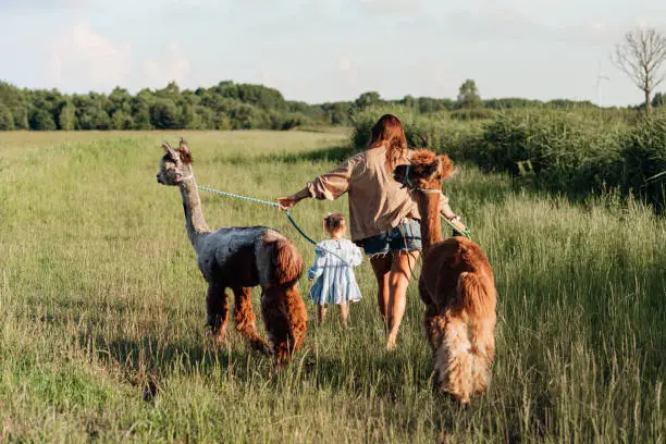 Young farm owner with little daughter leads alpacas through field on her farm . Agricultural industry. Agrotourism. Concept of using natural materials. Beautiful animals. Farm life. Pets.