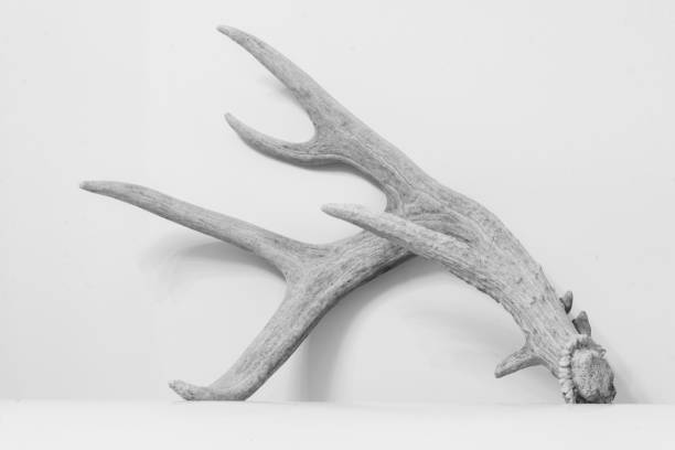 istock Black and white image of a deer antler against a white background 1353268398