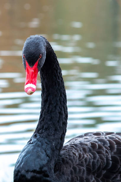 istock A lack swan with a red beak on a lake 1353268679
