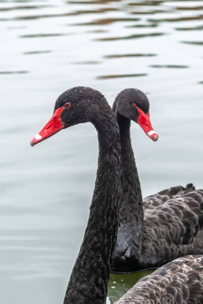 istock Black swans with red beaks on a lake 1353268711